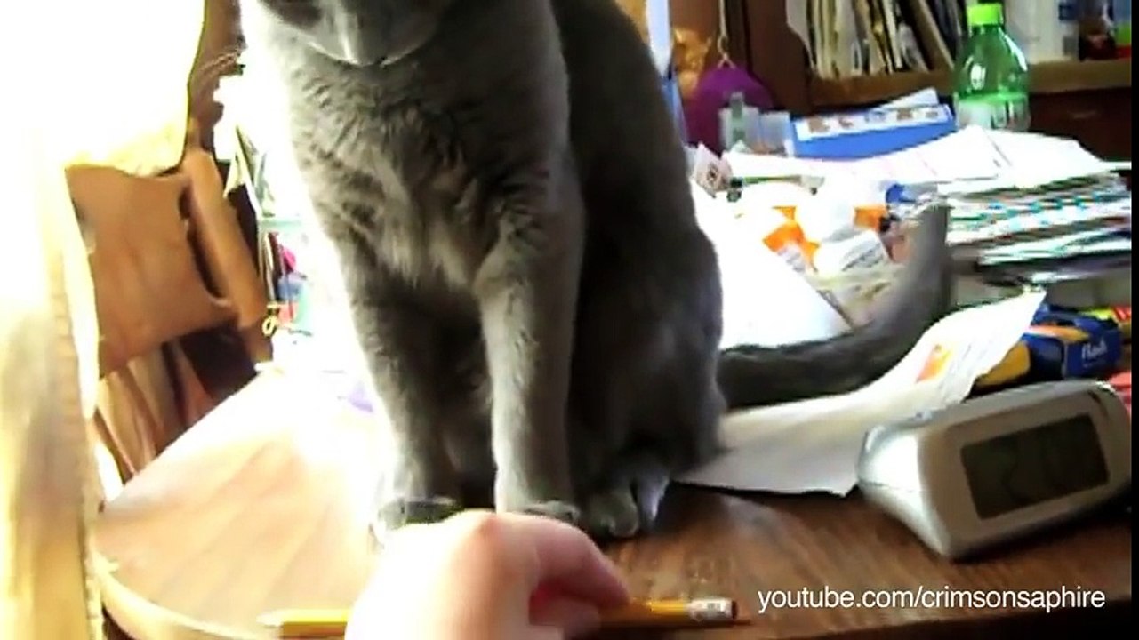 Ces chats sont hyper sélectifs, ils se déchaînent sur des objets qu'ils jugent encombrants