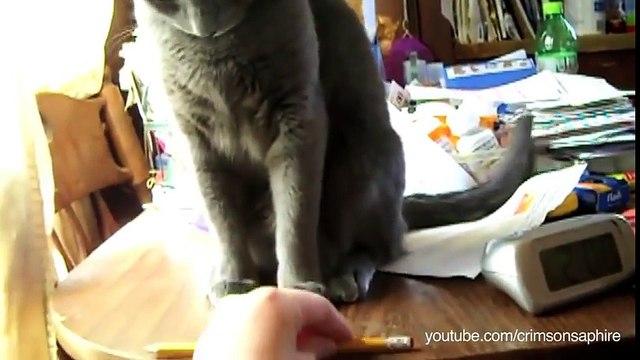Ces chats sont hyper sélectifs, ils se déchaînent sur des objets qu'ils jugent encombrants