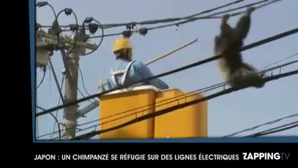 Japon : Un chimpanzé évadé d'un zoo se promène sur des lignes électriques (Vidéo)