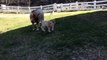 1 Day Old Baby Leaps Through First Walk!