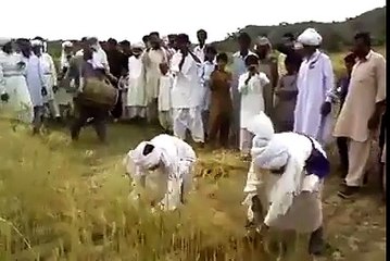 How Punjabi people Cut crops