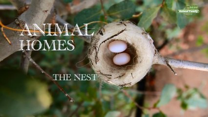 Дома животных - Прирожденные Инженеры 1 серия. Гнездо (2015) HD