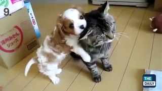 ✪✪✪ TOP 10 BEST CAT VIDEOS OF ALL TIME!