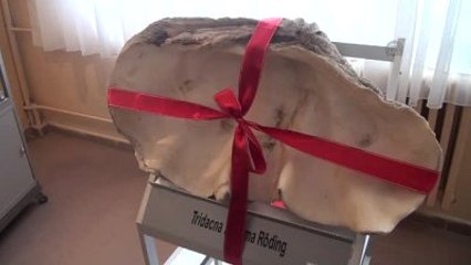 İş Adamından Üniversiteye "1 Milyon Yıllık Fosil" Bağışı - Çanakkale