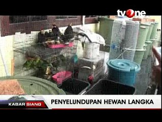 Download Video: Upaya Penyelundupan Satwa Langka ke Australia Digagalkan