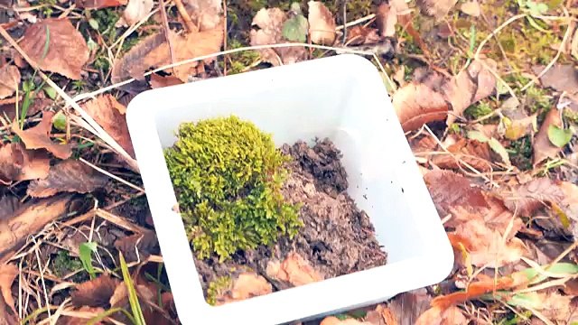 ВЕЧНЫЙ ТЕРРАРИУМ - МЕСЯЦ СПУСТЯ!