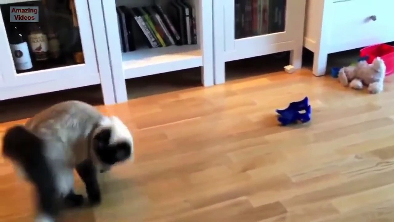 ✪✪✪ Funny Cat Jump Fail