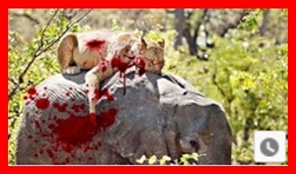 Most Amazing Wild Animal Attacks _ lion, tiger, anaconda, crocodile _ Animal Fights Caught On Camera
