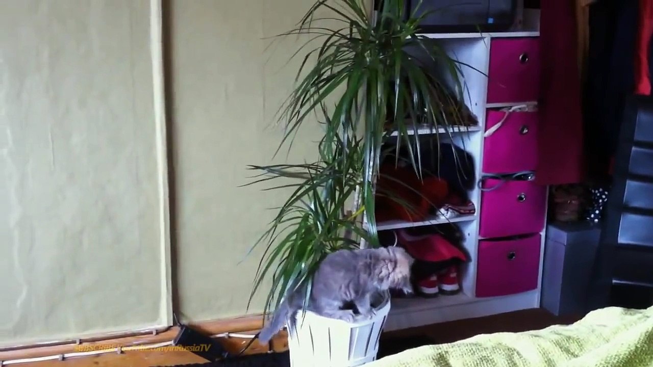 ✪✪✪ FUNNY VIDEOS Funny Cats Funny Cat Videos Funny Animals Cute Pets Try Not To Laugh