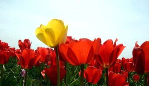 300 Dekarlık Lale Tarlası Fotoğraf Tutkunlarının Akınına Uğruyor