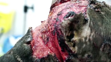 Ce pitbull refuse de se battre dans un combat de chiens. Le prix fort qu’il en paye va vous donner des cauchemars!