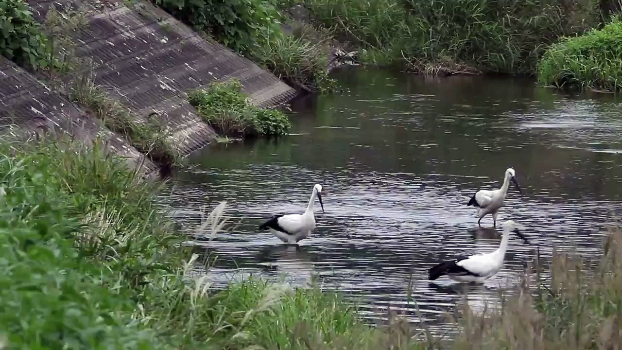 コウノトリ・滋賀県（西浅井町）