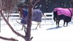 Horses playing in snow