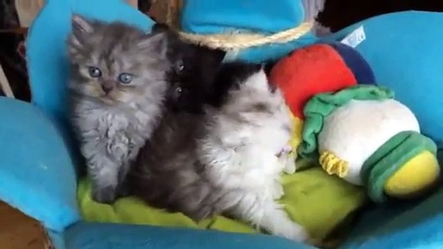 Chatons persans old look