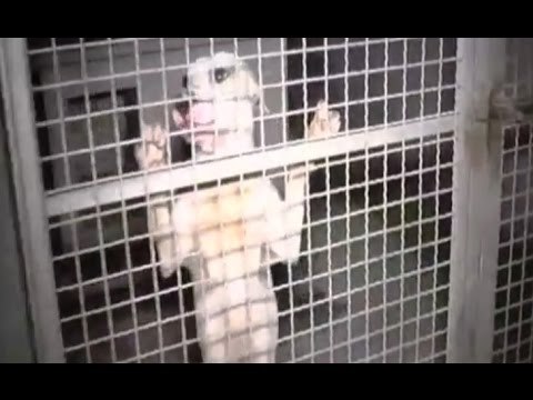 Pavia - Combattimenti tra cani, denunciate cinque persone (16.04.16)