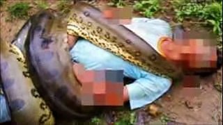 Giant Snake in the world found alive