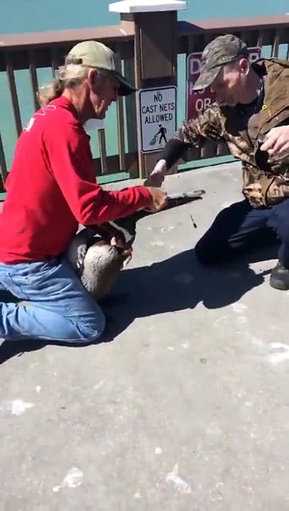 Adamın Pelikana Yaptığını Görünce Delikanlı Adammış Diyeceksiniz