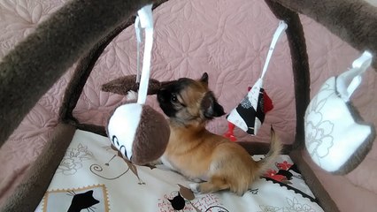 Miss You Forever du Domaine des Grands Causses (2)