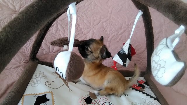 Miss You Forever du Domaine des Grands Causses (2)