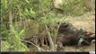 WildEarth Safari: Lions having breakfast