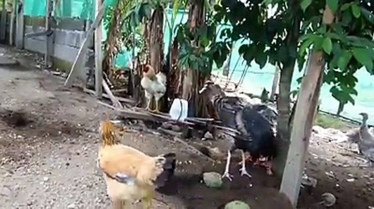 Cock Fight What Happen