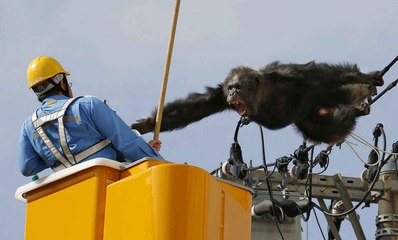 Japon : un chimpanzé s'échappe et sème la panique en ville