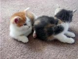 Cute Kittens play together!