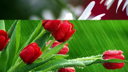 روائع المناجاة أدعوك ربي بيقين قلبي   المنشد الإسلامي عماد رامي