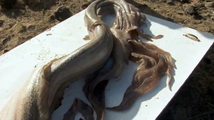 Sirena Real Encontrada en Cozumel México