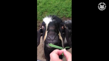 Pets Trying Their Best || Funny Pet Compilation