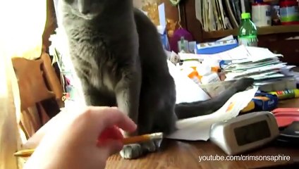 Des chats vicieux balancent tout ce qu'ils trouvent par terre. Compilation