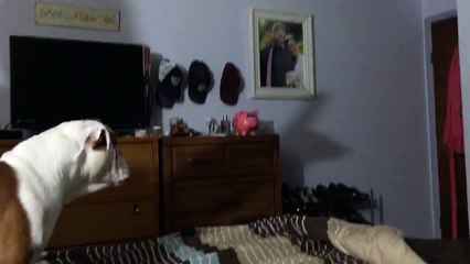 Dog Has an Argument with a Shadow Puppet