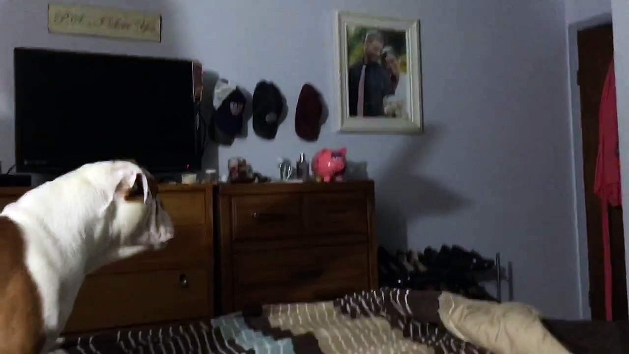 Dog Has an Argument with a Shadow Puppet