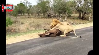 Biggest wild animal fights - CRAZIEST Animals Attack Caught On Camera