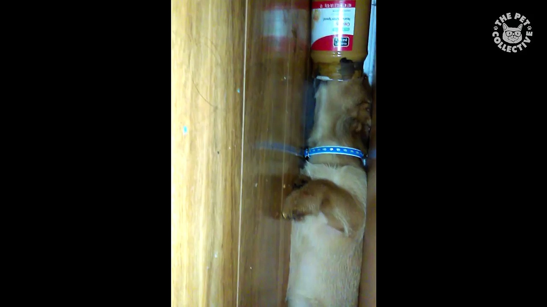 ⁣Quirky Pets || Funny Pet Compilation