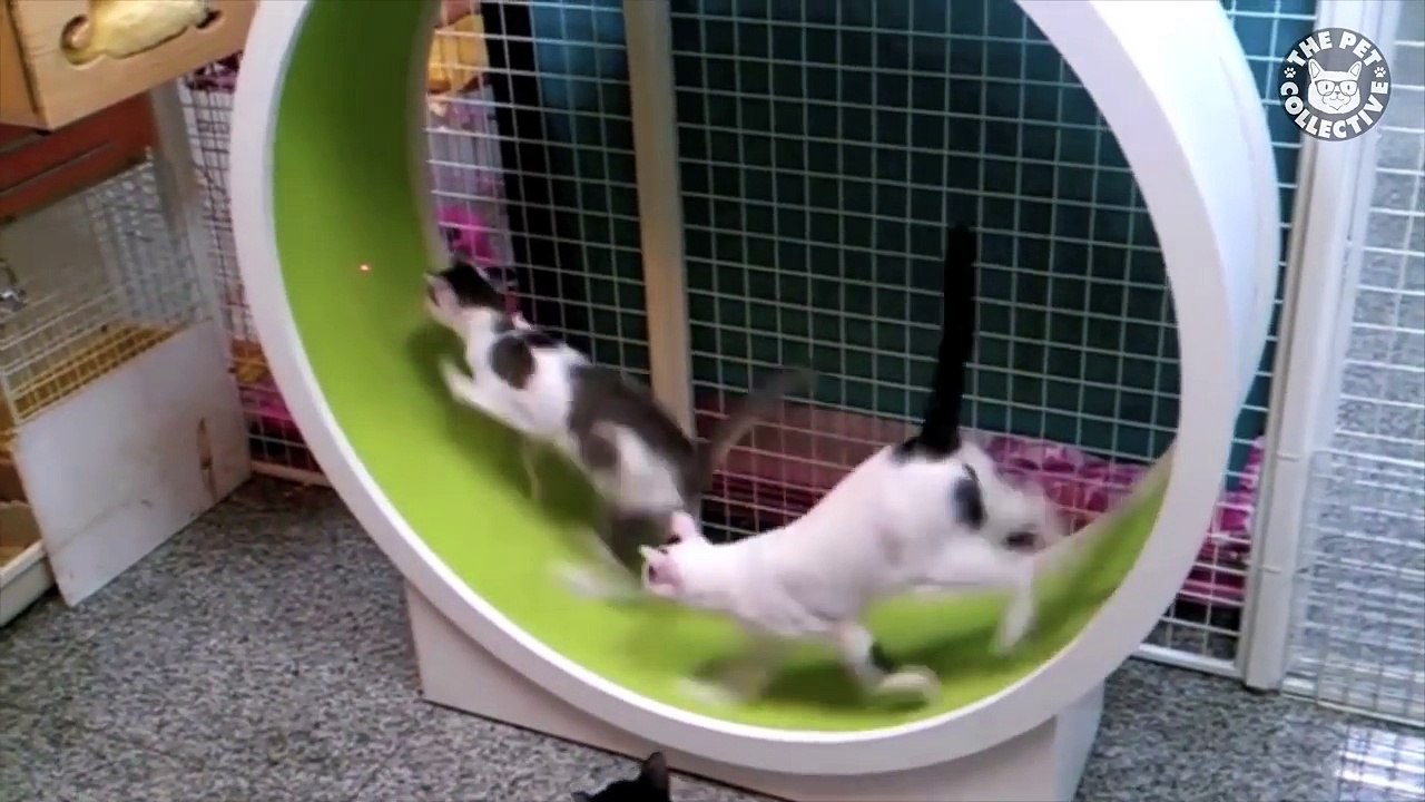 Role Reversal Pets || Funny Pet Compilation