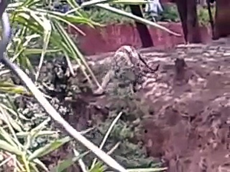 sony max tv live streaming watch online|sony max live tv channel watch online