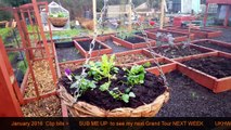 Transplanted Bellis 'Bellisima Mix' Daisy & Pansies in Hanging Baskets AND Sowing Red Baron Onions