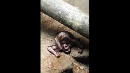 Bear Grylls [Monkey] peeing in his own mouth - Hilarious