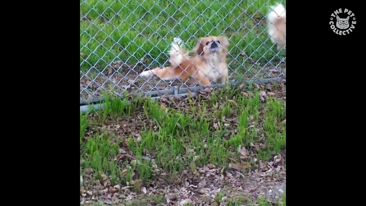 Rave Pets || Funny Pet Compilation