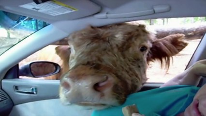 kissed or licked by a cow