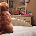 Ja si reagon ky qen kur shikon veten në pasqyre (Video)