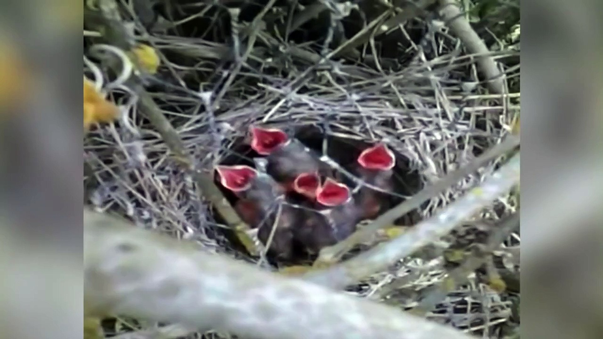 Eminem - Mockingbird