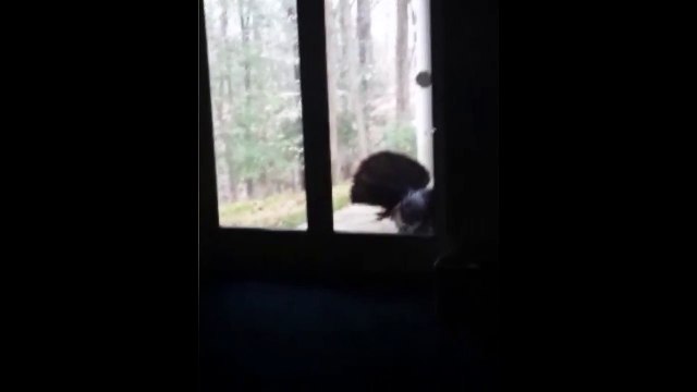 Turkey Knocking At The Door
