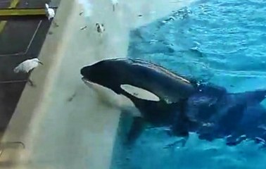 Killer Whale Uses Fish As Bait To Catch Birds