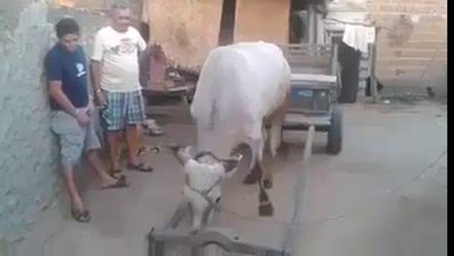 Amazing Smart Cows Compilation 2016-Top Funny Videos-Top Prank Videos-Top Vines Videos-Viral Video-Funny Fails