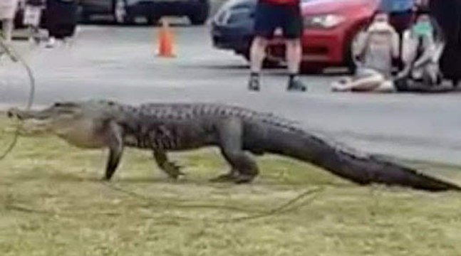 10-foot alligator on loose is captured on Florida school lawn=Must Watch