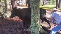 Cow Stuck in Tree-Dailymotion Video=Top Funny Videos-Top Prank Videos-Top Vines Videos-Viral Video-Funny Fails