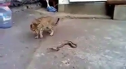 2016  the snake's death.سانپ کی موت کا ایک منظر .VID-20160414-WA0056