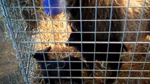 Icelandic Sheep at Witter Farm